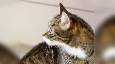 Eine unkomplizierte Familienkatze ist die Europäisch Kurzhaar. Sie wird in Deutschland am häufigsten gehalten.  (F.: dek)