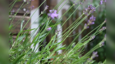 Nicht nur Wildkräuter liegen der Kräuterpädagogin am Herzen, sondern auch Kräuter, die gut im Beet oder Topf gedeihen, wie dieser Lavendel. (Foto: Huss-Weber)