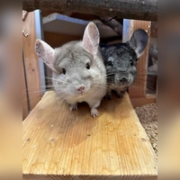 Unsere beiden Chinchillas Juna (hell) und Buzz (dunkel). (Foto: Tierheim Riem)