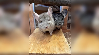 Unsere beiden Chinchillas Juna (hell) und Buzz (dunkel). (Foto: Tierheim Riem)