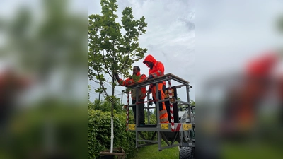 An den Bäumen wurden die Sensoren befestigt. (Foto: Gemeinde)
