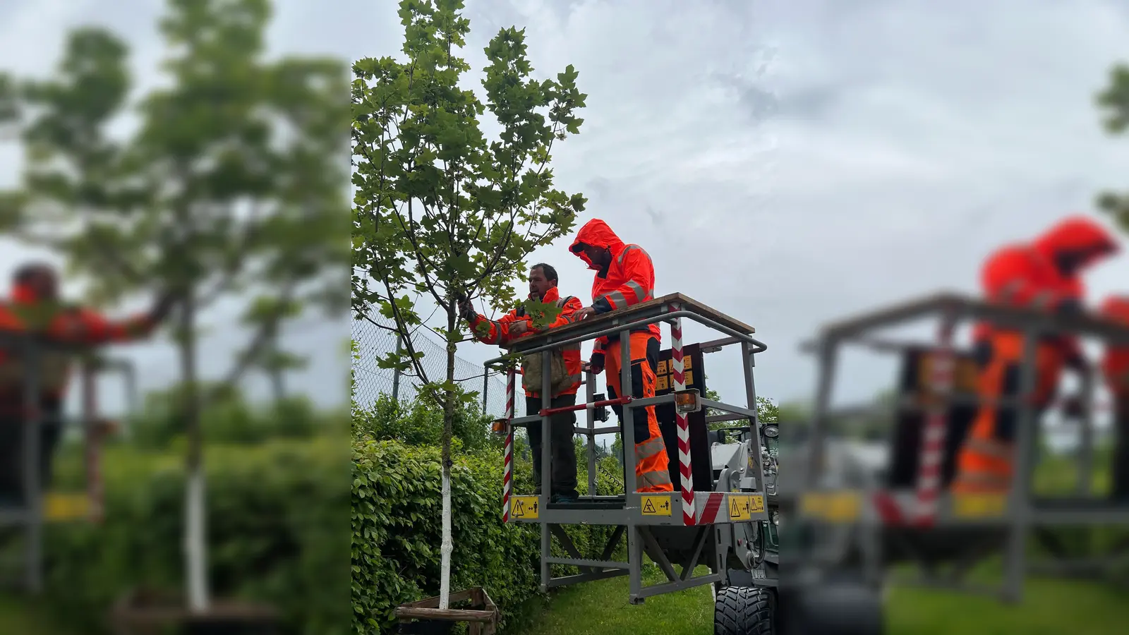 An den Bäumen wurden die Sensoren befestigt. (Foto: Gemeinde)