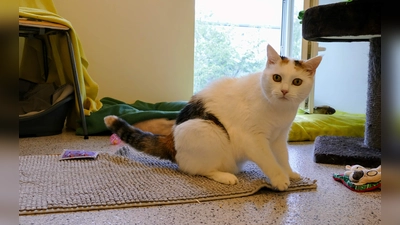 Pipsi ist eine unabhängige Katze, die keine Kinder in ihrem neuen Zuhause haben sollte und ein ruhiges Umfeld braucht. (Foto: Tierheim Riem)