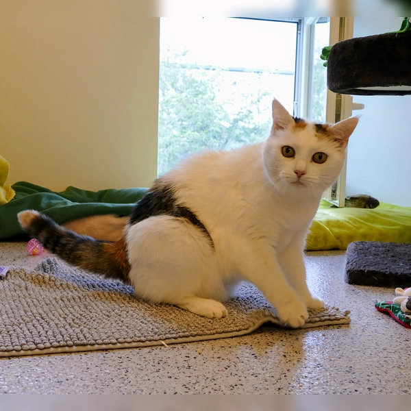 Pipsi ist eine unabhängige Katze, die keine Kinder in ihrem neuen Zuhause haben sollte und ein ruhiges Umfeld braucht. (Foto: Tierheim Riem)