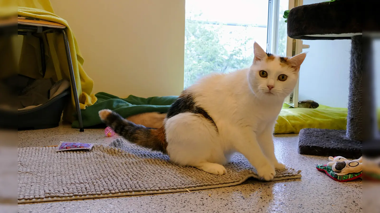 Pipsi ist eine unabhängige Katze, die keine Kinder in ihrem neuen Zuhause haben sollte und ein ruhiges Umfeld braucht. (Foto: Tierheim Riem)