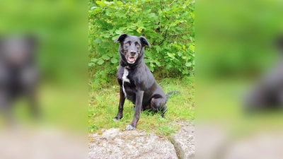 Milow ist freundlich und braucht viel Bewegung. (Foto: Tierheim Riem)