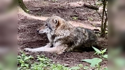 Noch ist es ziemlich selten in Bayern, dass man in freier Natur auf Wölfe trifft.  (Foto: bb)