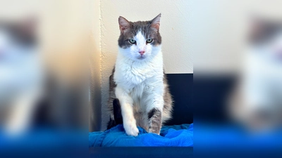 Europäisch Kurzhaar Kater Dido. (Foto: Tierheim Riem)