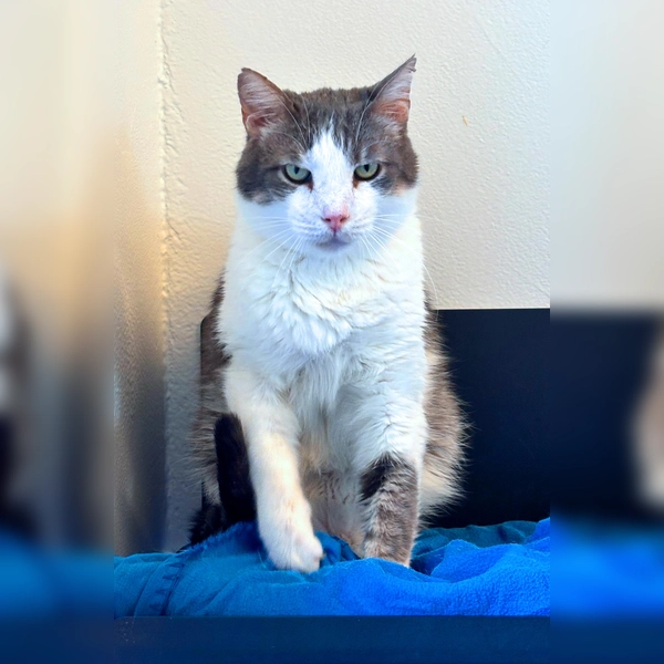 Europäisch Kurzhaar Kater Dido. (Foto: Tierheim Riem)