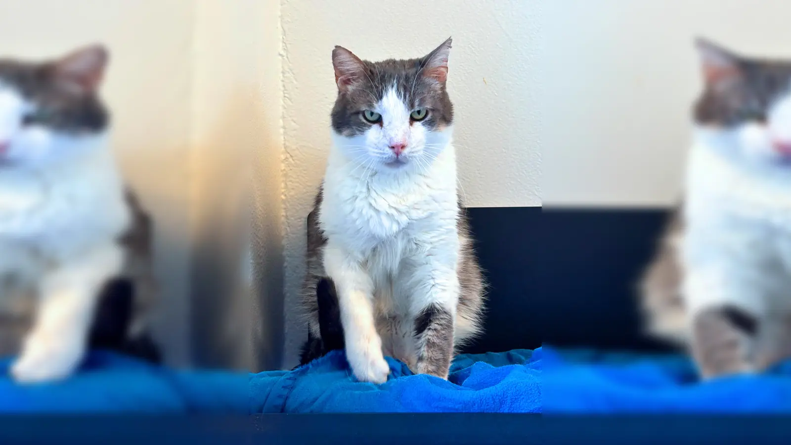 Europäisch Kurzhaar Kater Dido. (Foto: Tierheim Riem)