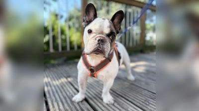 Die französische Bulldogge Johnny. (Foto: Tierheim Riem)