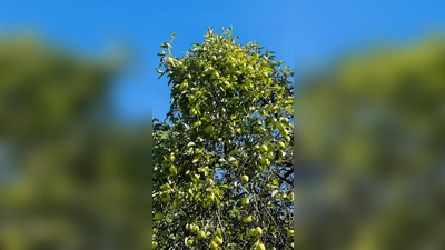 Damit die Obstbäume gut tragen, müssen sie regelmäßig beschnitten werden. (Foto: hw)