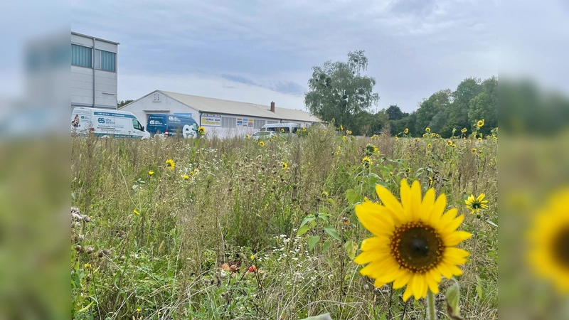 Wo jetzt Sonnenblumen blühen, könnte ein Beherbergungsstätte für Wohnungslose sowie eine Lagerhalle entstehen. (Foto: bb)