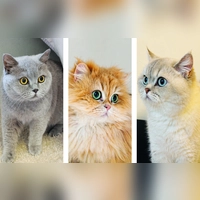 Das Katzentrio Snowy, Perifee und Ponpon suchen ein gemeinsames neues Zuhause. (Foto: Tierheim Riem)
