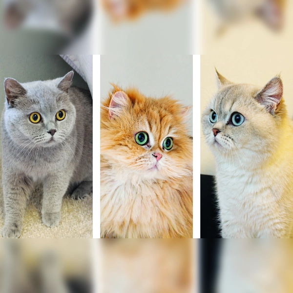 Das Katzentrio Snowy, Perifee und Ponpon suchen ein gemeinsames neues Zuhause. (Foto: Tierheim Riem)