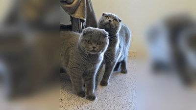 Scottish-Fold Katzen Luna und Freya. (Foto: Tierheim Riem)