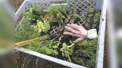Alle, die gerne gärtnern wollen, aber keinen eigenen Garten haben, können sich jetzt für einen Krautgarten bewerben.  (Foto: ara)