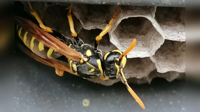 Eine friedliche Koexistenz mit Wespen ist möglich. (Foto: job)