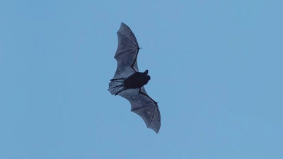 Am Abendhimmel etwa bei der »Batnight« zu entdecken: Zwergfledermaus.	 (Foto: Andreas Hartl/LBV Bildarchiv)