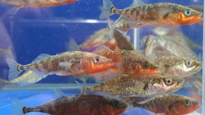 Stichlinge. (Foto: Aquaterra)