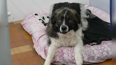 Kili kam ins Tierheim, weil seine Vorbesitzer mit seinem Temperament überfordert waren. (Foto: Tierheim Riem)