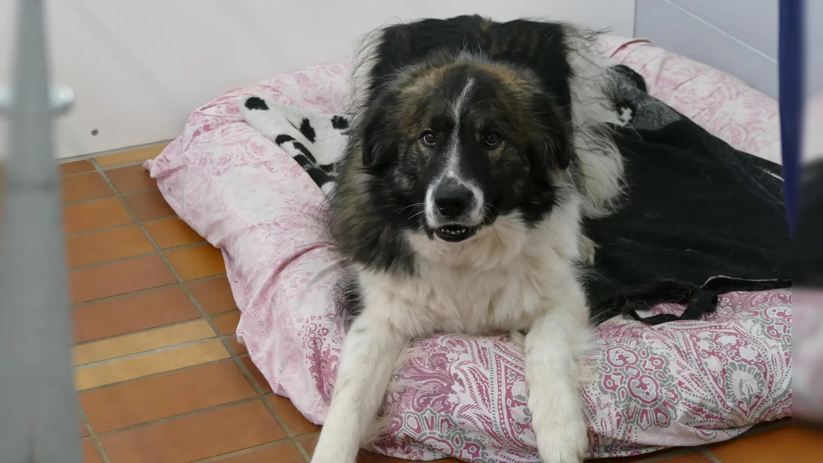 Kili kam ins Tierheim, weil seine Vorbesitzer mit seinem Temperament überfordert waren. (Foto: Tierheim Riem)