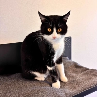 Europäisch Kurzhaar Kater Alvin. (Foto: Tierheim Riem)