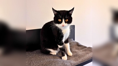 Europäisch Kurzhaar Kater Alvin. (Foto: Tierheim Riem)
