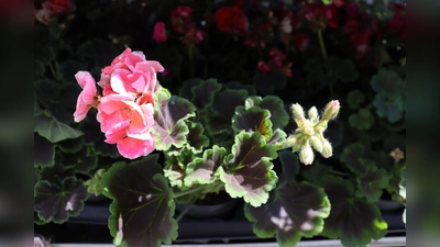 Über 120 verschiedene Arten von Pelargonien sind in der Ausstellung im Geranienhaus zu bestaunen.  (Foto: mha)