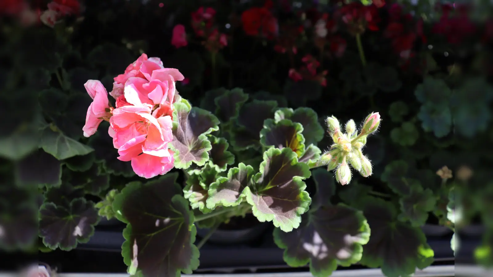 Über 120 verschiedene Arten von Pelargonien sind in der Ausstellung im Geranienhaus zu bestaunen.  (Foto: mha)