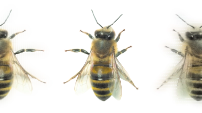 Honigbiene. (Foto: wsp)