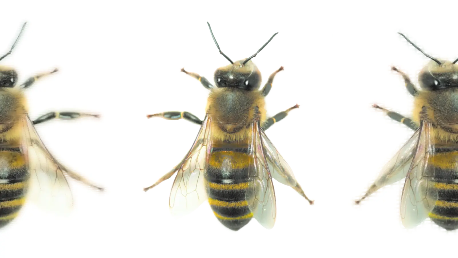 Honigbiene. (Foto: wsp)