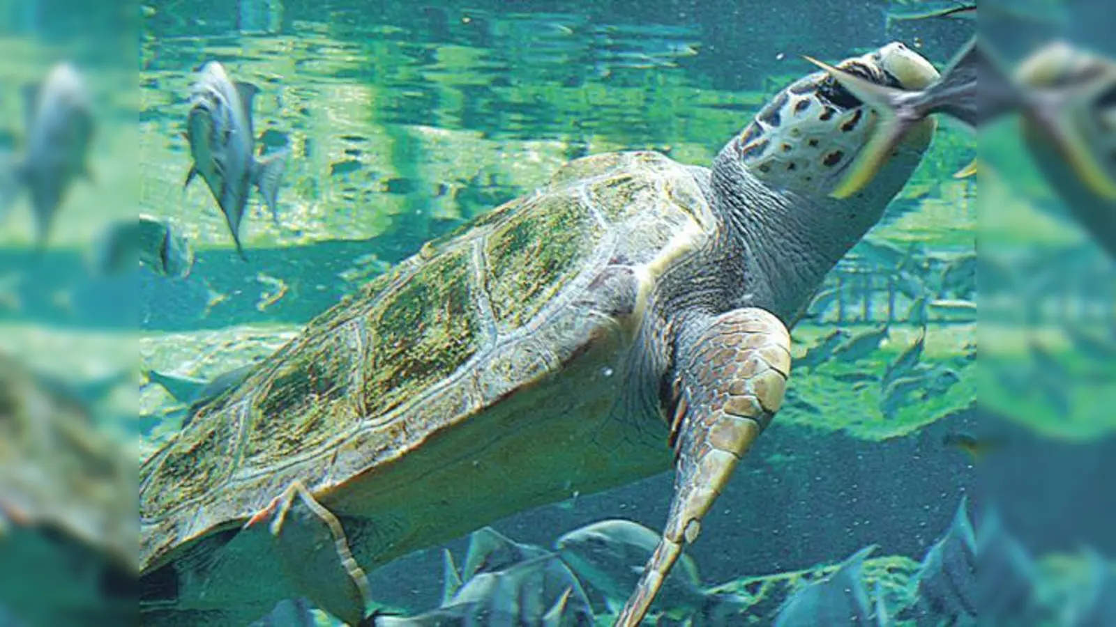 In der Grünwerkstatt in der Messestadt-Riem erfahren Kinder alles rund um Meeresschildkröte »Agathe«.	 (Foto: VA)