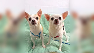zwei süßen Chihuahuas Pinga und Pino. (Foto: Tierheim Riem)