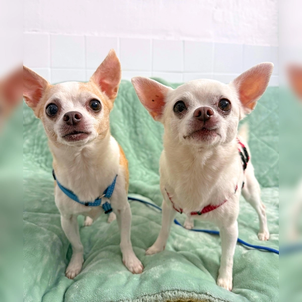 zwei süßen Chihuahuas Pinga und Pino. (Foto: Tierheim Riem)