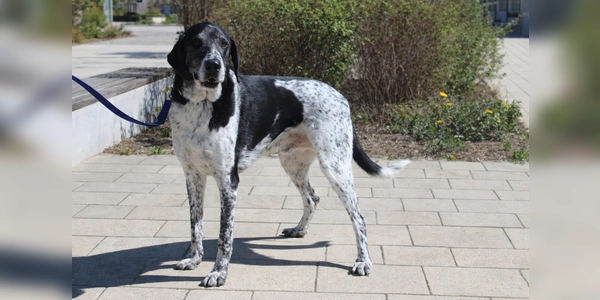 Basti ist ein zutraulicher, menschenbezogener und sehr verschmuster Rüde. (Foto: Tierheim Riem)