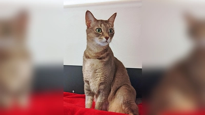 Europäische Kurzhaarkatze Bouboude. (Foto: Tierheim Riem)