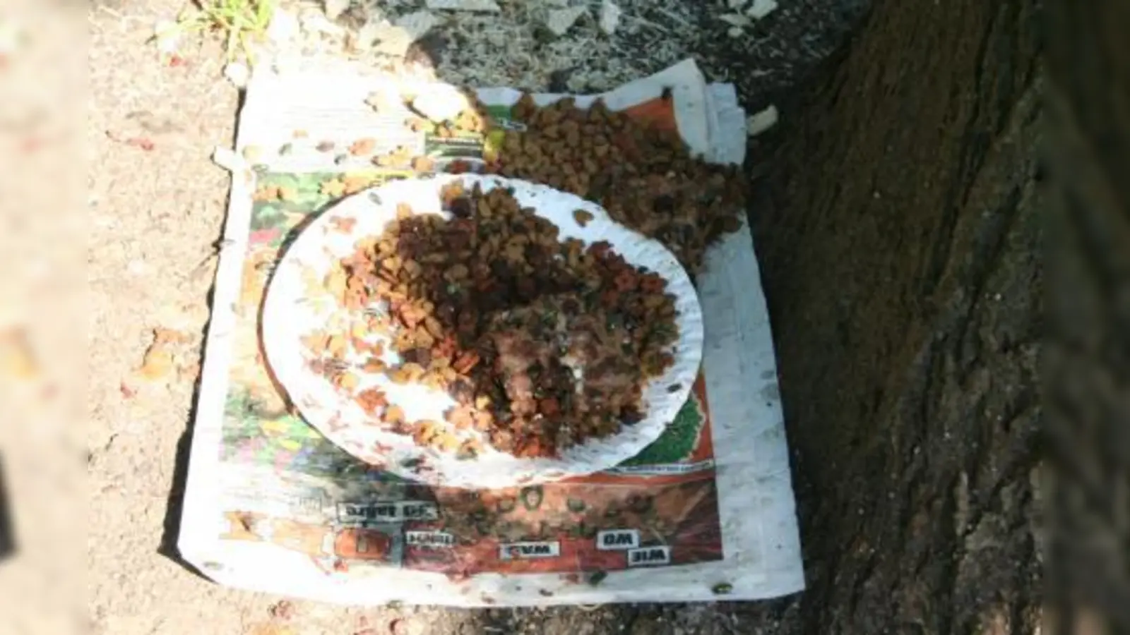 Eklige Essensreste auf einem Teller unter einem Baum in der Nähe des Spielplatzes locken Wespen und Schmeißfliegen an. Das könnte für Kinder gefährlich werden. (Foto: tg)
