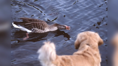 Nester und Junge werden gegen viel größere Feinde wie Hunde verteidigt. (Foto: Sorge)