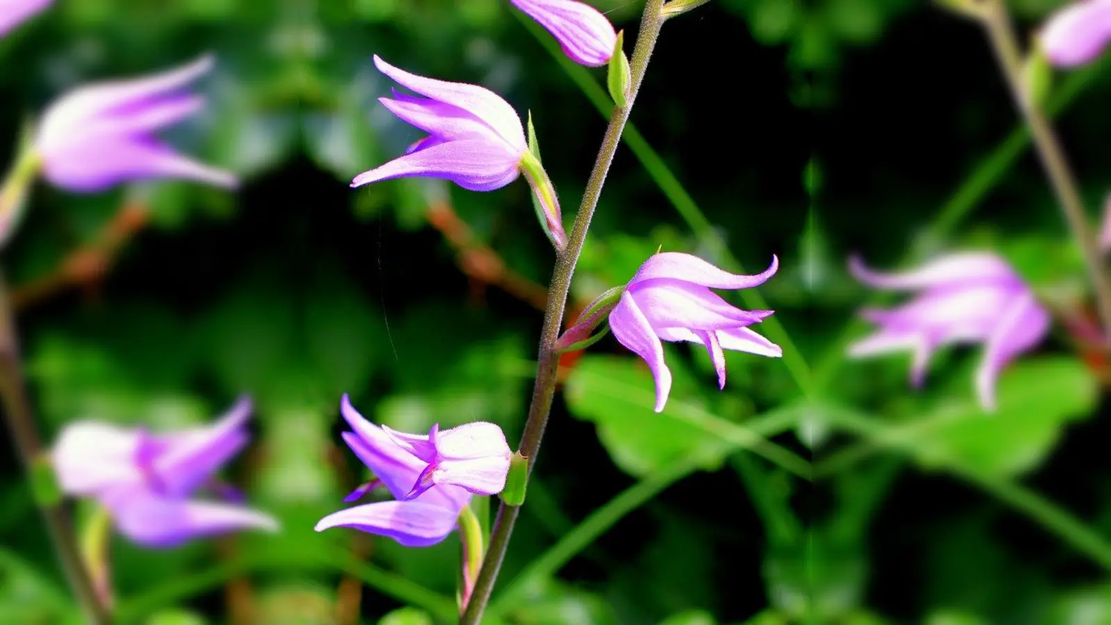 Oft gesehen und nicht beachtet. Nur der geschulte Blick offenbart hier, dass es sich tatsächlich um eine Orchidee handelt: das rote Waldvöglein. (Foto: pixabay)