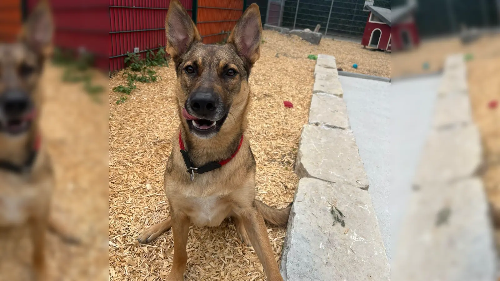 Der Schäferhund-Mix Miles ist intelligent und lernt schnell. (Foto: Tierheim Riem)