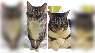 Nala und Chico sind zwei Europäisch-Kurzhaar-Katzen. (Foto: Tierheim Riem)