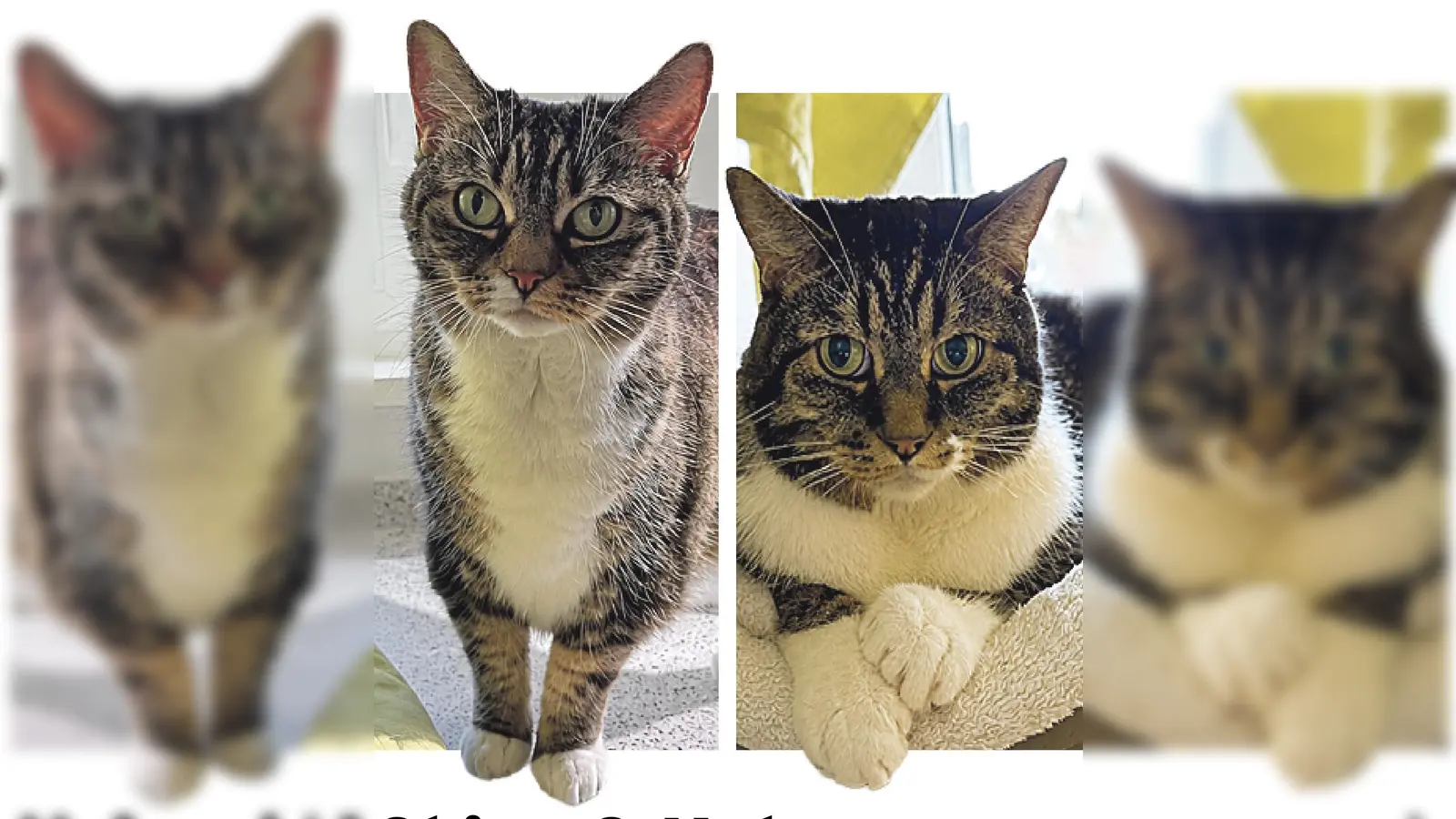 Nala und Chico sind zwei Europäisch-Kurzhaar-Katzen. (Foto: Tierheim Riem)