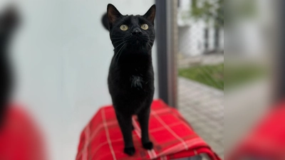 Europäischer Kurzhaar Kater Zero. (Foto: Tierheim Riem)
