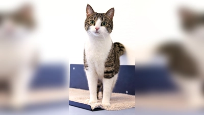 Filou ist ein junger, lebhafter Kater. (Foto: Tierheim Riem)