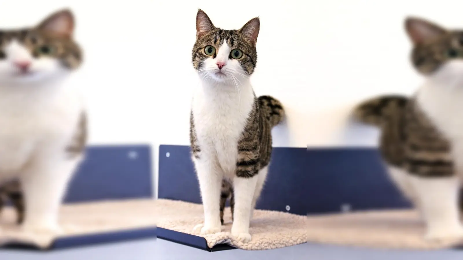 Filou ist ein junger, lebhafter Kater. (Foto: Tierheim Riem)