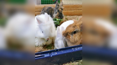 Die Glücksbärchi-Truppe – sechs kleine Löwenköpfchen auf der Suche nach ihrem Glück. (Foto: Tierheim Riem)