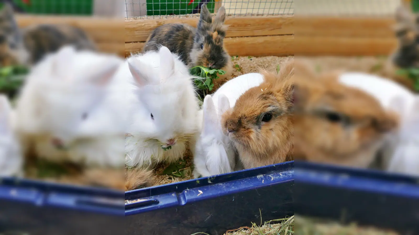 Die Glücksbärchi-Truppe – sechs kleine Löwenköpfchen auf der Suche nach ihrem Glück. (Foto: Tierheim Riem)