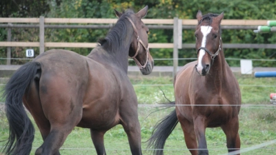Pferde statt Häuser und Straßen: Die Sollner Felder werden nicht bebaut, der Reitverein kann bleiben. (Foto: job)
