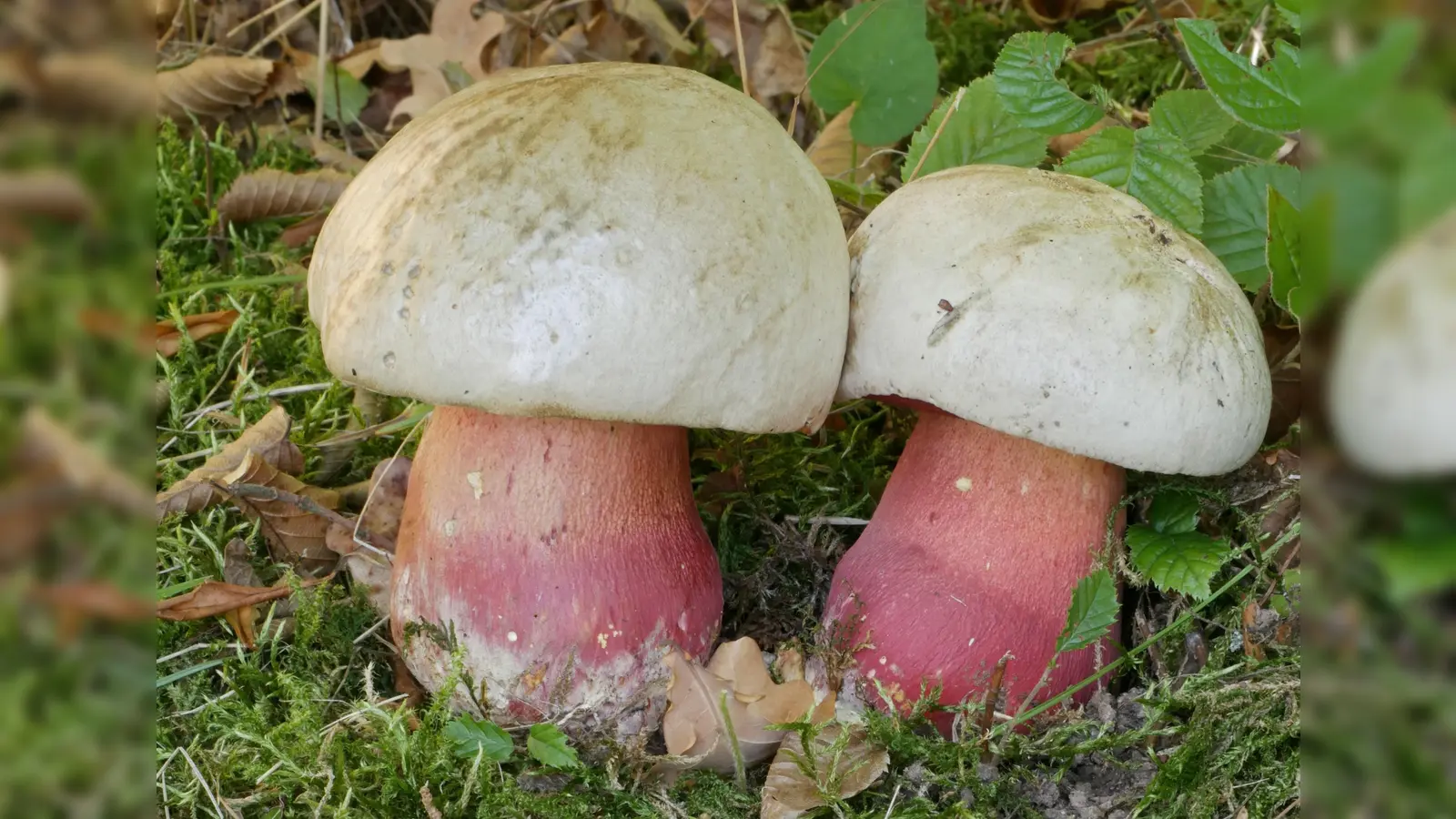 Der Satansröhrling (Rubroboletus satanas) gehört zu den giftigen Röhrlingsarten. In unserer Region kommt er selten bis gar nicht vor. Er wächst auf kalkhaltigen Böden und liebt eine warme Umgebung. (Foto: © Dr. Georg Dünzl/ Verein für Pilzkunde München e.V.)
